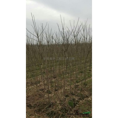 香樟、水杉、池杉、早園竹、復(fù)葉槭、無患子、馬褂木、桂花、女貞