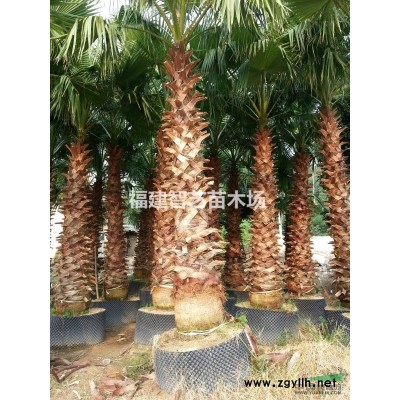 紅花三角梅80*60