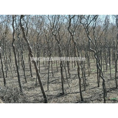 遼寧省鐵嶺市供應紅絲垂柳柳4-8cm