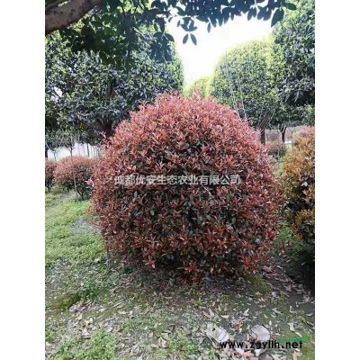 成都溫江基地供應低分枝紅葉李15公分