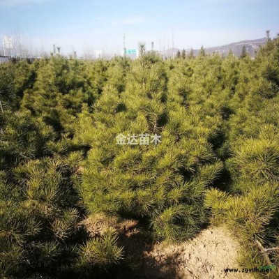自有白皮松、華山松1至2米5，價格優惠！