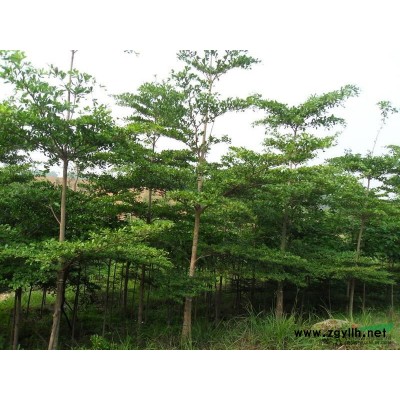福建有20公分的香樟價格走勢 今年漳州20公分光桿香樟價格便