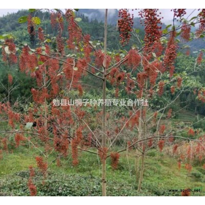 毛葉山桐子