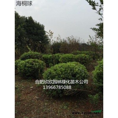 供應(yīng)美人梅4-8公分 美人梅價格 美人梅基地 低分枝美人梅7公分美人梅價格