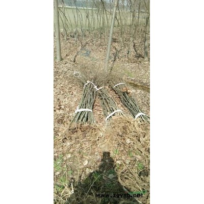 櫸樹3——5公分供應