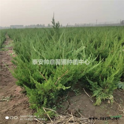 雞爪槭基地  山東雞爪槭上市了，帥意種植的雞爪槭圖片