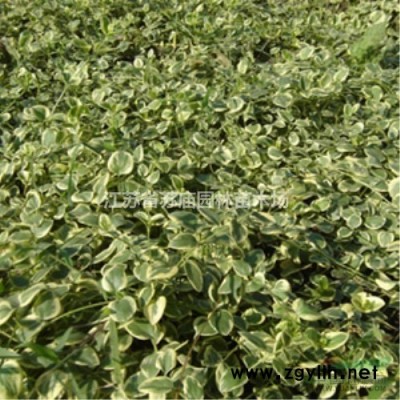 供應(yīng)3-15公分 西府海棠 垂絲海棠 木瓜海棠 。