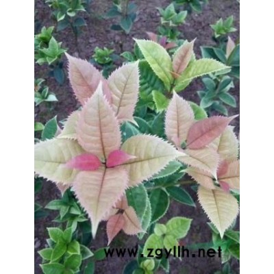 大量供應20-160公分珍珠彩葉桂