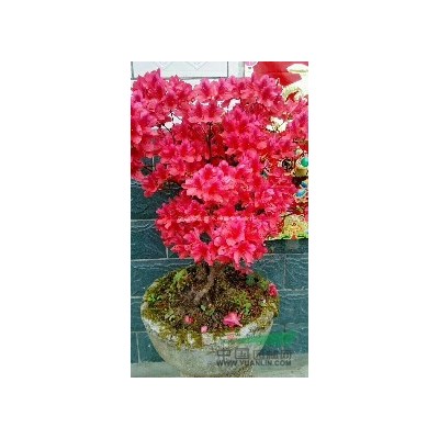 湖北地區供應竹子