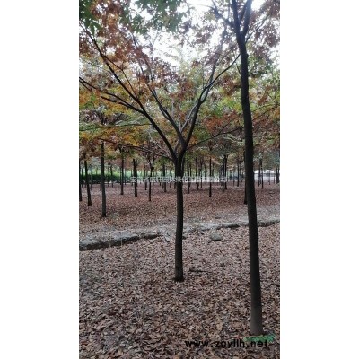 供應(yīng)12-15公分優(yōu)質(zhì)女貞價格500元，安徽貨源