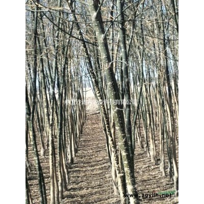 大量出售國(guó)槐、白蠟樹(shù)苗