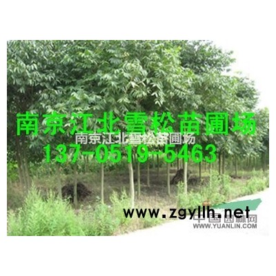 4米雪松價格走勢，5米雪松價格走勢