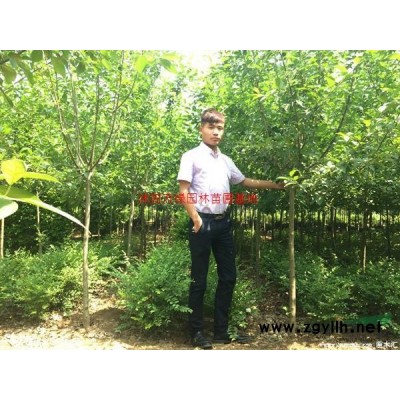 萬綠園林紅帽月季價格_紅帽月季產地_紅帽月季綠化苗木苗圃基地