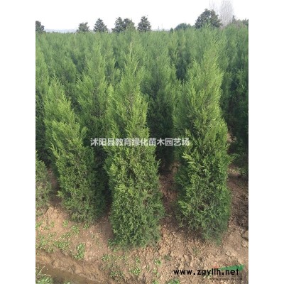 急售100萬棵扶芳藤.扶芳藤價格