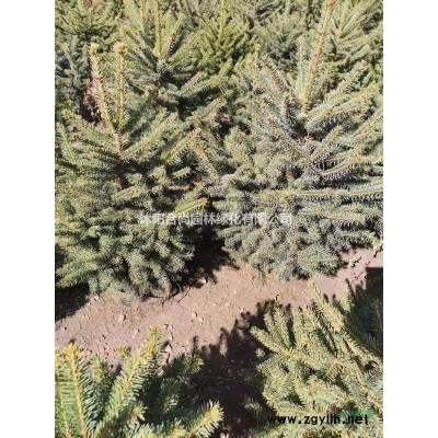 批發羅漢竹 羅漢竹苗 羅漢竹基地 羅漢竹產地，竹子基地