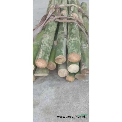 實(shí)心竹，龍血金絲竹，棕竹