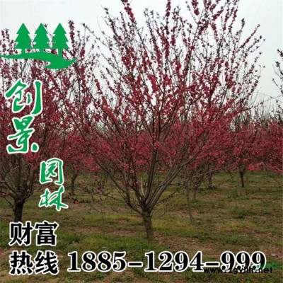 綠化竹子價格?-行情資訊-基地批發/采購