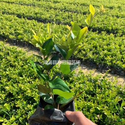 福建漳州地區(qū)供應 南天竹 高25到30cm  冠幅15到25cm 價格電議