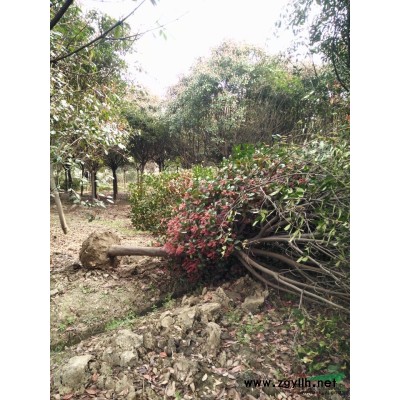 3-6公分樹狀月季，樹狀月季價格圖片，江蘇樹狀月季基地