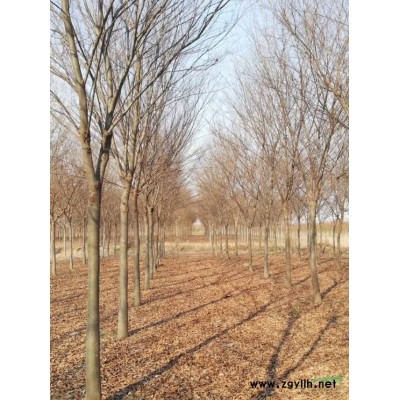 供應(yīng)40 60 100 150 200公分紅葉石楠球