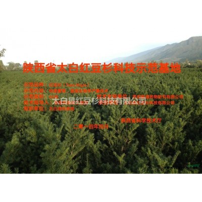 尼格爾紅豆杉（Taxu Nigra）