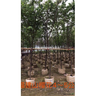 福建紫嬌花哪里好/哪家便宜