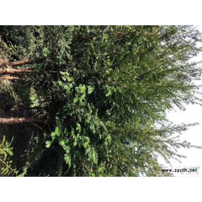 江西贛州供應紅豆杉5000棵，地徑7-13厘米。