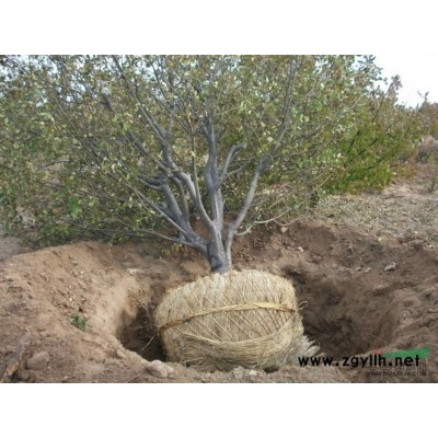 八棱海棠樹低價(jià)供應(yīng)