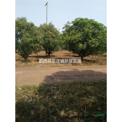 肥西供應18一22Cm截頭三年以上香樟。