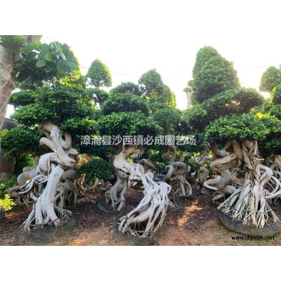 附石頭根造型小葉榕，高度2.2-3.0米，產(chǎn)地福建漳州