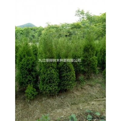 那里有濕地松大杯苗批發(fā) 九江有濕地松大杯苗價格低廉  專業(yè)杯