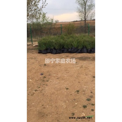 3年生容器杯側(cè)柏苗