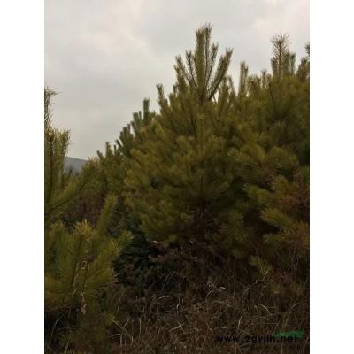 出售自家定植紅松樟子松云杉