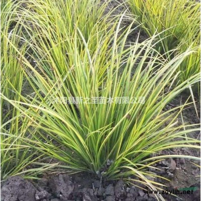 四季竹種植基地直銷