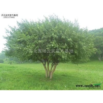 蒙古櫟叢生5分針（根據要求定土球）