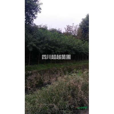 發財樹、彩葉姜、新西蘭麻、澳洲朱蕉、紅豆杉、南洋杉、龍須樹