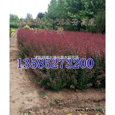 供應(yīng)各種規(guī)格竹子：剛竹紫竹金鑲玉竹早園竹’毛竹‘黃金竹’青竹