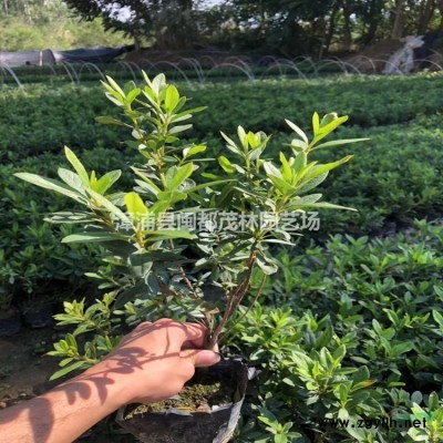 香樟 移植香樟 直銷全冠香樟 大量批發