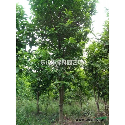 四川樂山供應(yīng)紫牡丹球型80～120CM