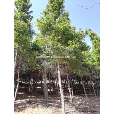 竹柏 竹柏供應 竹柏報價 江西竹柏