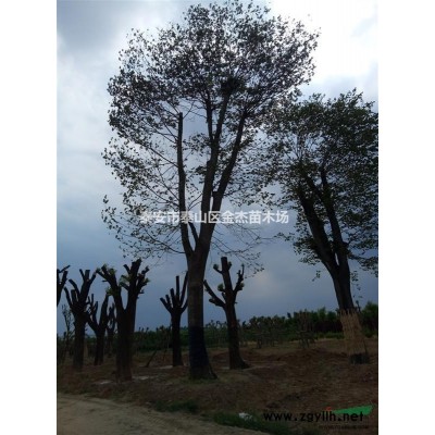 山東垂枝黃金槐價格 垂枝櫻花垂枝碧桃 金枝垂槐 紅葉櫻花價格