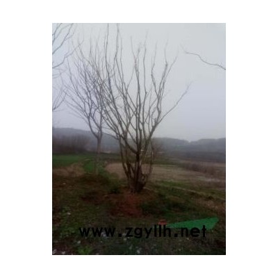 精品從生樸樹轉讓’140公分骨架香樟轉讓