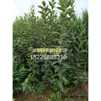 4-5公分紅葉碧桃精品工程苗