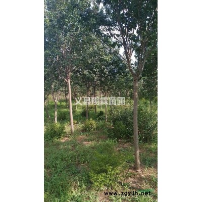 錦州地區(qū)供應(yīng)5公分富貴王子海棠