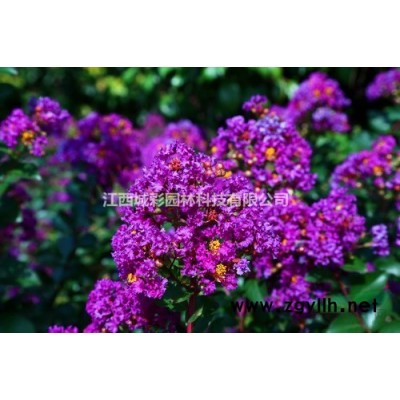 江西黃金女貞價格 2022年女貞新品種四季觀葉可用于庭院叢植色塊、綠籬