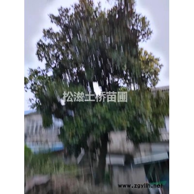 出售中華蚊母、紅葉石楠、金森女貞、紅繼木等色塊