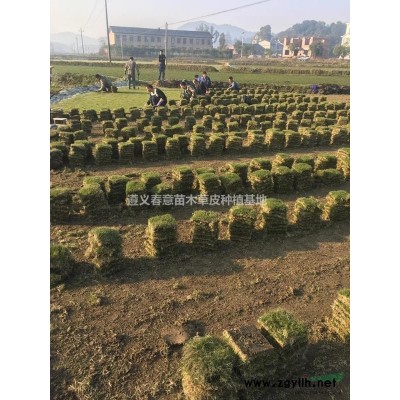 長期供應楠竹苗木，有意者電聯