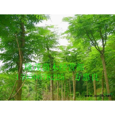 漳州代辦精品紅花繼木60.60 袋苗