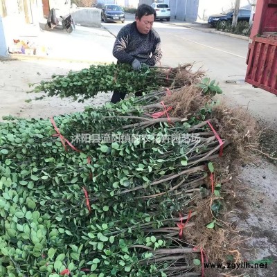 [塔柏]*新塔柏價格1.5米,1.8米「塔柏」*新塔柏價格