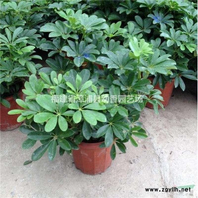 漳州地區提供清香木15公分0.65元